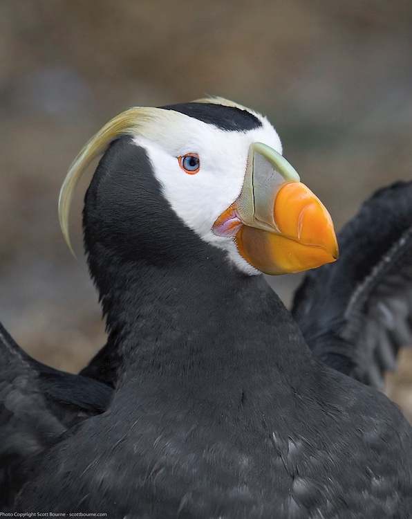 Tufted puffin